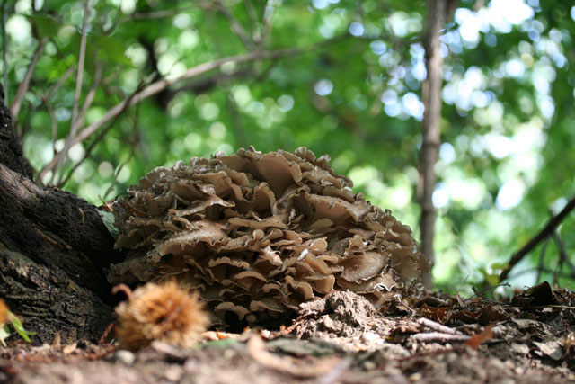 I grandi Funghi: Grifola frondosa